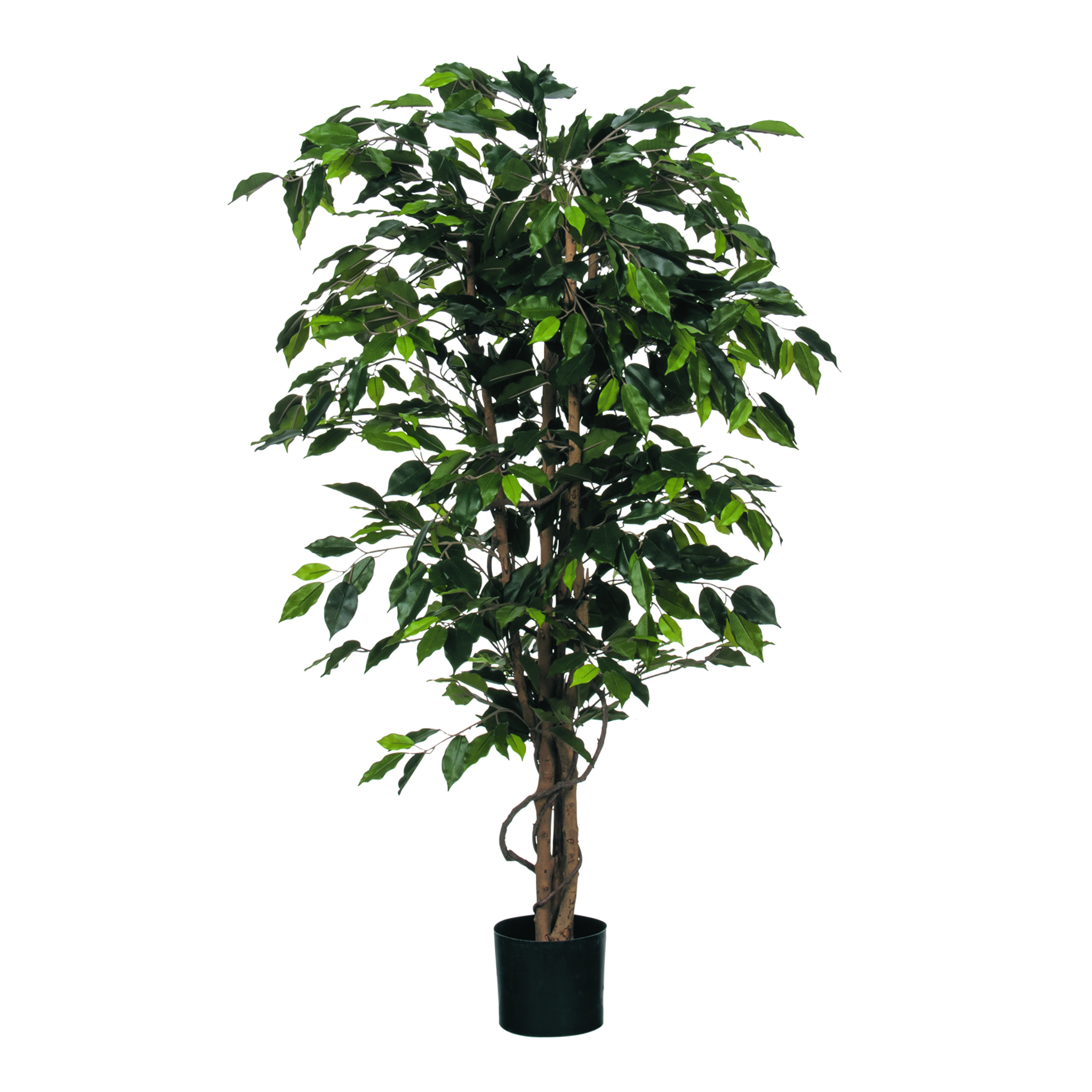 Ficus Grün in Plastiktopf 150x85 cm